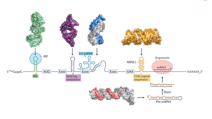 R&D strategy, optimization, and ten-year outlook on targeted RNA small molecules